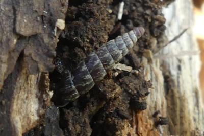 <i>Clausilia bidentata</i>