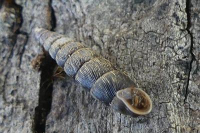 <i>Clausilia bidentata</i>