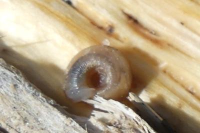 <i>Gonyodiscus rotundatus</i>