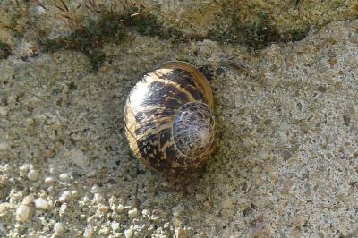 <i>Cornu aspersum</i>