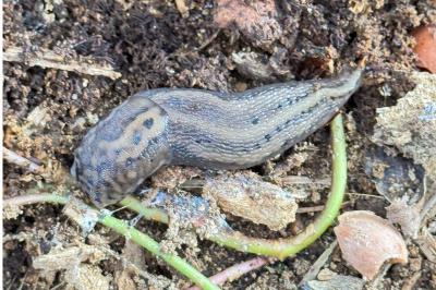 Limax maximus