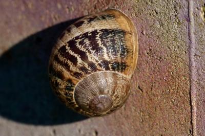 <i>Cornu aspersum</i>