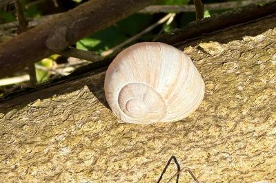 <i>Helix pomatia</i>