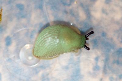 <i>Arion intermedius</i>