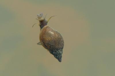 <i>Physella acuta</i>