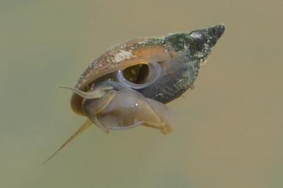 <i>Physella acuta</i>