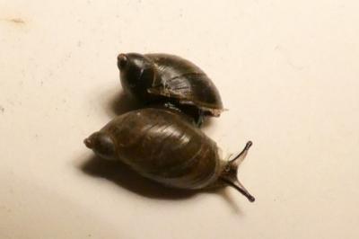 <i>Oxyloma elegans</i>