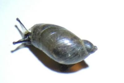 <i>Oxyloma elegans</i>