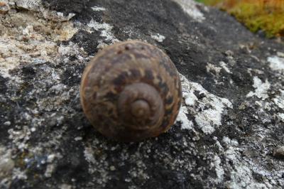 <i>Cornu aspersum</i>