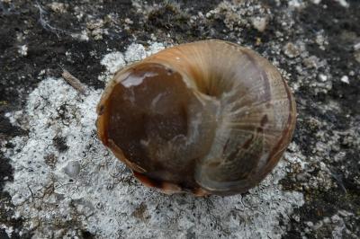 <i>Cornu aspersum</i>