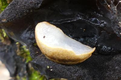 <i>Arion subfuscus</i>