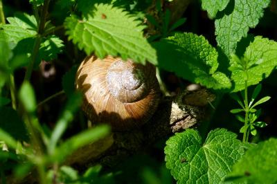<i>Helix pomatia</i>