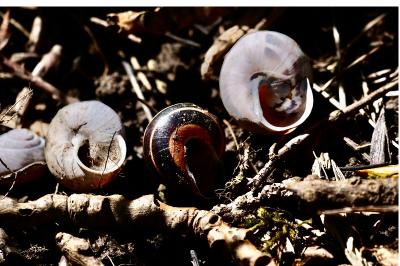 <i>Cepaea nemoralis</i>