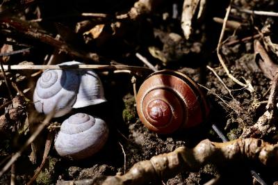 Cepaea nemoralis