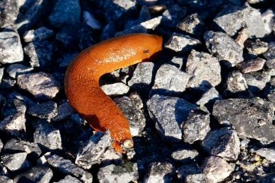 <i>Arion rufus/vulgaris</i>