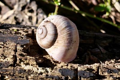 <i>Helix pomatia</i>