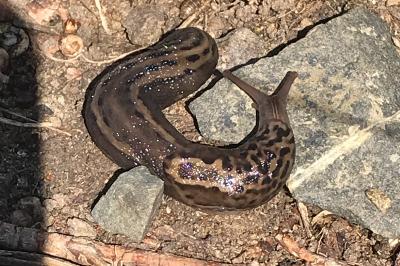 <i>Limax maximus</i>