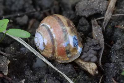 <i>Cepaea nemoralis</i>