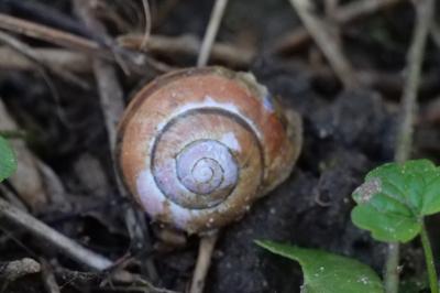 <i>Cepaea nemoralis</i>