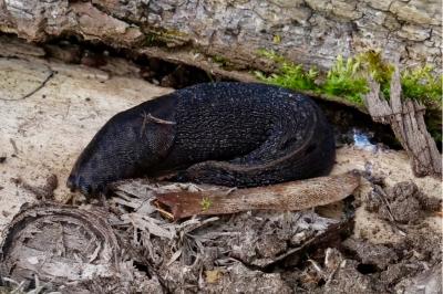 <i>Limax cinereoniger</i>