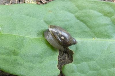 <i>Oxyloma elegans</i>