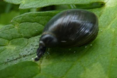 <i>Oxyloma elegans</i>