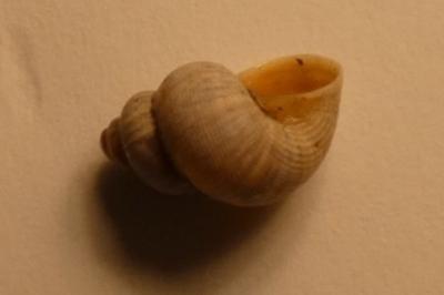<i>Pomatias elegans</i>