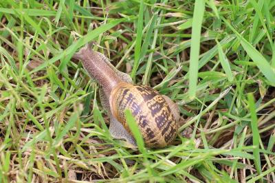 <i>Cornu aspersum</i>