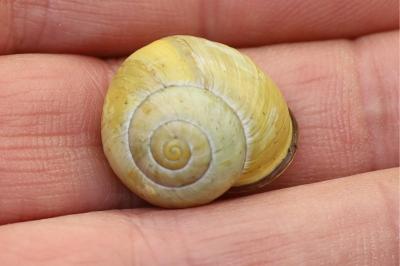 <i>Cepaea nemoralis</i>