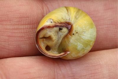 <i>Cepaea nemoralis</i>