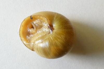 <i>Cepaea nemoralis</i>