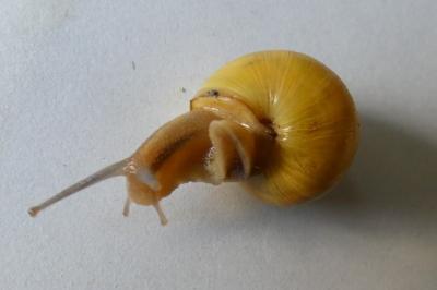 <i>Cepaea nemoralis</i>