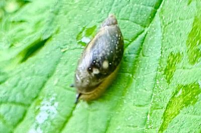 <i>Succinea putris</i>