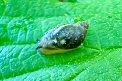 <i>Succinea putris</i>