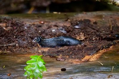 <i>Limax cinereoniger</i>