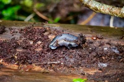 Limax cinereoniger
