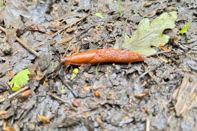 <i>Arion rufus/vulgaris</i>