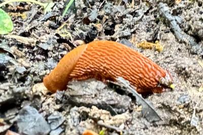 <i>Arion rufus/vulgaris</i>