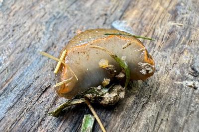 <i>Arion rufus/vulgaris</i>