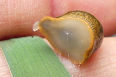 <i>Arion fasciatus</i>