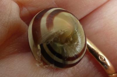 <i>Cepaea</i>