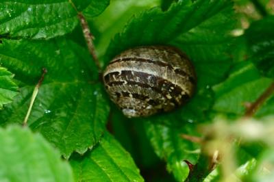 <i>Cornu aspersum</i>