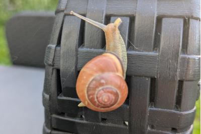 <i>Cepaea nemoralis</i>