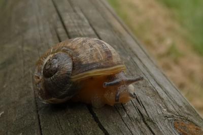 <i>Cornu aspersum</i>