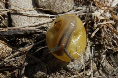 <i>Cepaea</i>