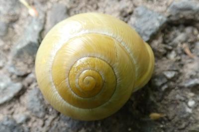 <i>Cepaea hortensis</i>