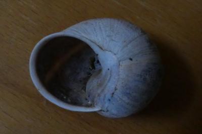 <i>Cornu aspersum</i>
