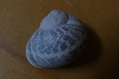 <i>Cornu aspersum</i>