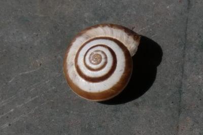 <i>Cernuella aginnica</i>