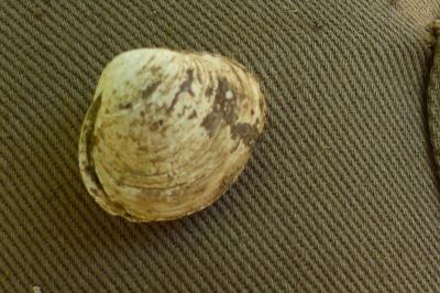 <i>Corbicula</i>